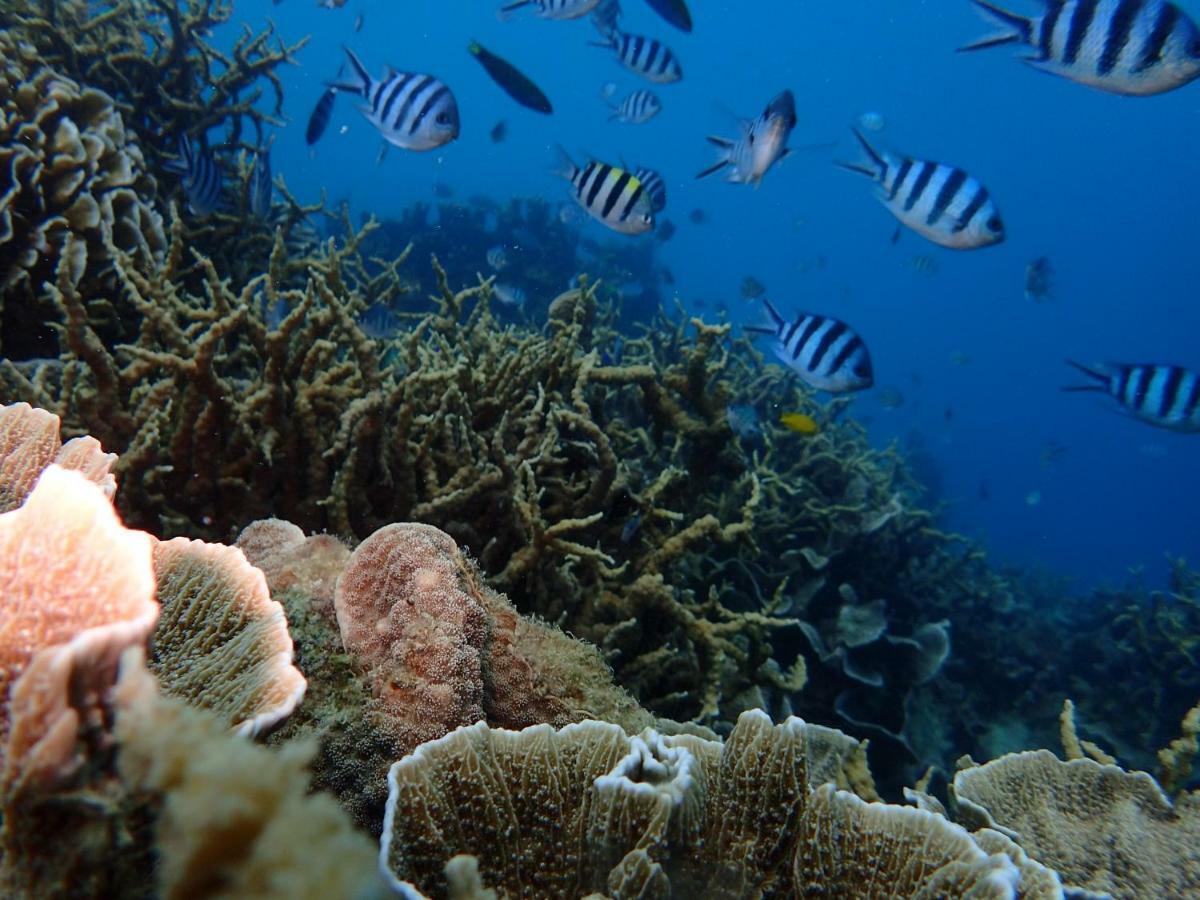 Blue Coral Homestay Karimunjawa-Inseln Exterior foto