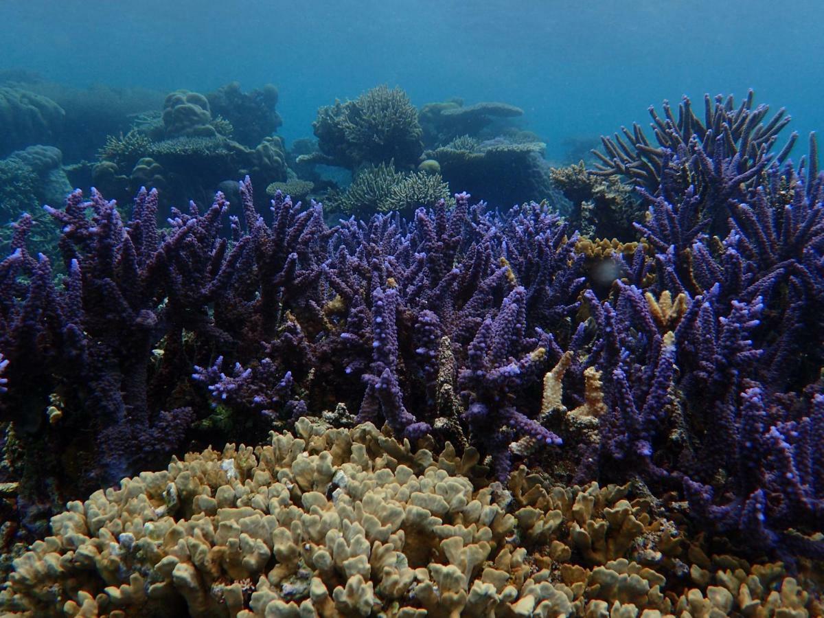 Blue Coral Homestay Karimunjawa-Inseln Exterior foto